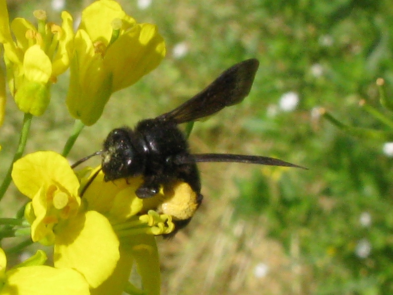 Andrena morio F (Apidae Andreninae)